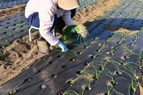 stock image Onion cultivation. A scene of farm work of planting onion seedlings.