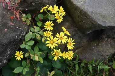 Japanese silver leaf ( Farfugium japonicum ) flowers. Asteraceae evergreen perennial plants. Grows on rocky areas near the coast and blooms yellow flowers in early winter. clipart