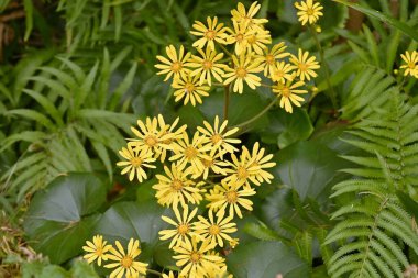 Japon gümüş yaprağı (Farfugium japonicum) çiçekleri. Asteraceae her daim yeşil olan bitkiler. Kıyıya yakın kayalık bölgelerde yetişir ve kışın başlarında sarı çiçekler açar..