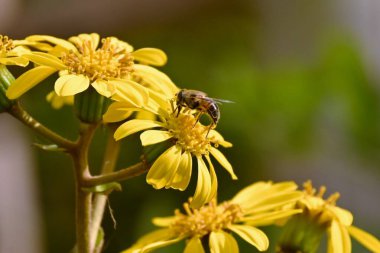 Japon gümüş yaprağı (Farfugium japonicum) çiçekleri. Asteraceae her daim yeşil olan bitkiler. Kıyıya yakın kayalık bölgelerde yetişir ve kışın başlarında sarı çiçekler açar..