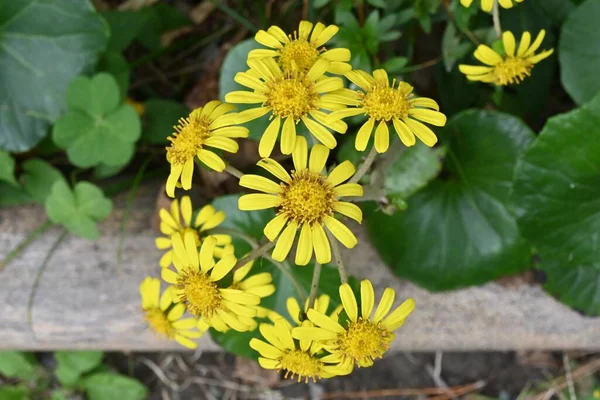 Japán Ezüstlevél Farfugium Japonicum Virágok Asteraceae Örökzöld Évelő Növények Part — Stock Fotó
