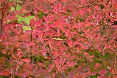Enkianthus perulatus 'un (Dodan-tsutsuji) sonbahar yaprakları. Ericaceae yapraklı çalı. Çiçeklerin ve ilkbaharda taze yeşilliklerin ve sonbahar yapraklarının tadını çıkarabileceğiniz bir bitki..