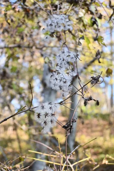 Clematis Apiifolia Fluff Graines Ranunculaceae Sous Arbuste Vigne Caduc Les — Photo