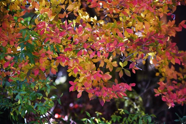 Folhas Outono Enkianthus Perulatus Dodan Tsutsuji Ericaceae Arbustos Decíduos Uma — Fotografia de Stock