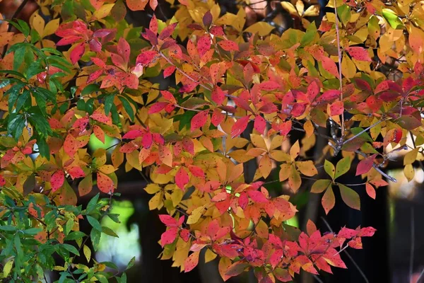 Herbstblätter Von Enkianthus Perulatus Dodan Tsutsuji Ericaceae Laubbaum Eine Pflanze — Stockfoto