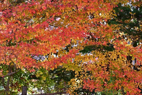 エンキアンサスPerulatus 道段通寺 の秋の葉 春には花や新緑 秋には紅葉が楽しめる植物です — ストック写真