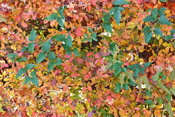 Herbstblätter Von Enkianthus Perulatus Dodan Tsutsuji Ericaceae Laubbaum Eine Pflanze — Stockfoto