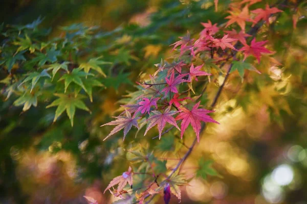 Folhas Outono Bordo Japonês Material Fundo Sazonal — Fotografia de Stock