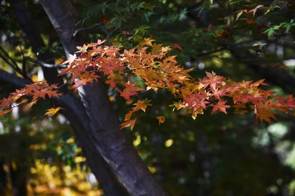 Autumn Leaves Japanese Maple Seasonal Background Material — Stock Photo, Image