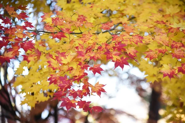 Herbstblätter Des Japanischen Ahorns Saisonbedingtes Hintergrundmaterial — Stockfoto