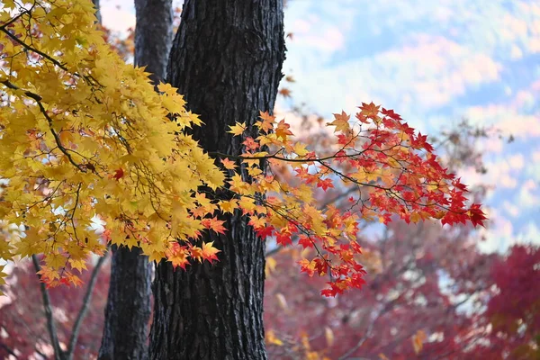 もみじの秋の葉 季節の背景資料 — ストック写真
