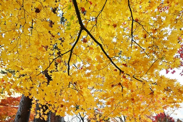 Herbstblätter Des Japanischen Ahorns Saisonbedingtes Hintergrundmaterial — Stockfoto