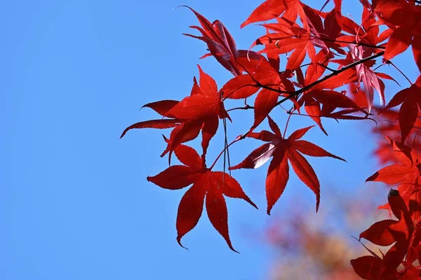 stock image Autumn leaves of Japanese maple. Seasonal background material.