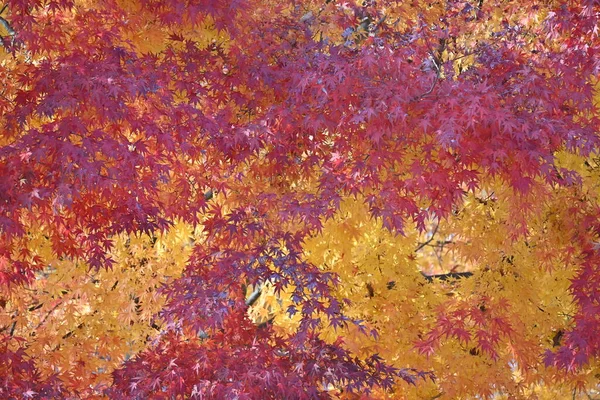 stock image Autumn leaves of Japanese maple. Seasonal background material.