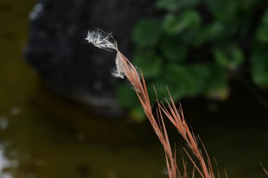 Andropogon virginicus (Süpürge mavisi). Poaceae daimi otları. Kuzey Amerika 'ya özgüdür ve boş arazilerde koloniler halinde büyür..
