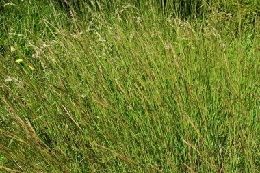 Andropogon virginicus (Broomsedge bluestem). Poaceae perenniial weeds. It is native to North America and grows in colonies in vacant lots. clipart