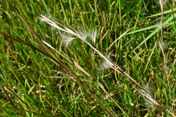 안드로 버지니아 Broomsedge Bluestem 복족강 Poaceae Perenniial Weeds 북미에서 자생하며 — 스톡 사진
