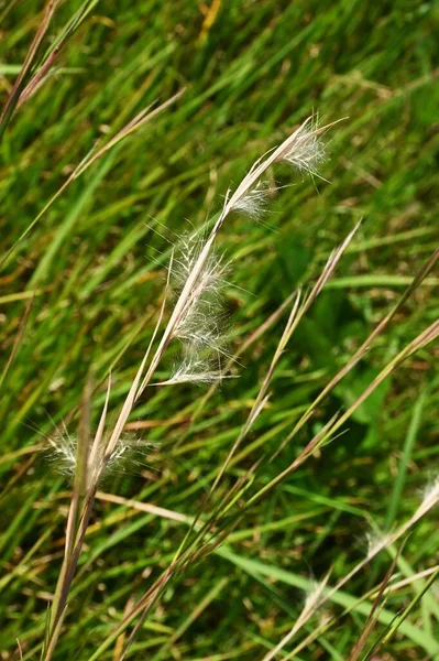アンドロポゴン バージニクス Broomsedge Bluestem 多年草の雑草 北米原産で 空いているロットでコロニーで成長します — ストック写真