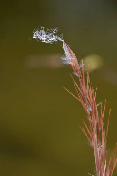 안드로 버지니아 Broomsedge Bluestem 복족강 Poaceae Perenniial Weeds 북미에서 자생하며 — 스톡 사진