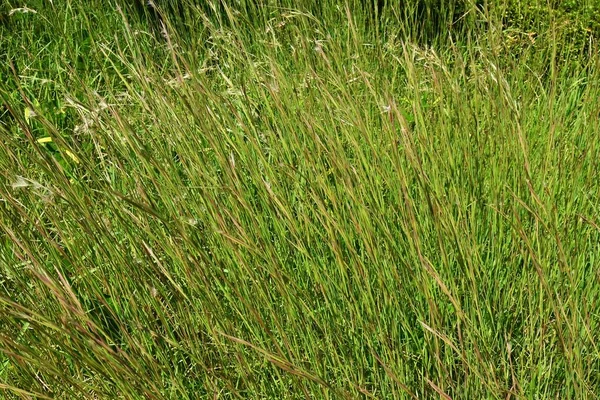 Andropogon Virginicus Broomsedge Bluestem Poaceae Mehrjährige Unkraut Sie Ist Nordamerika — Stockfoto