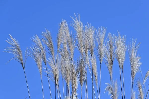 Japanese Pampas Grass Late Autumn Seasonal Background Material — Stock Photo, Image