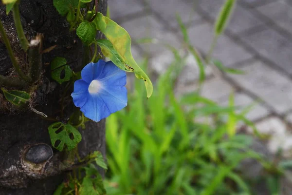 Γιαπωνέζικα Πρωινά Λουλούδια Ετήσια Άμπελος Convolvulaceae Ανθίζει Από Τον Ιούνιο — Φωτογραφία Αρχείου