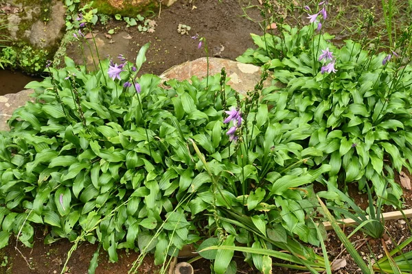 Fleurs Hosta Plantain Lily Pousse Dans Les Zones Humides Des — Photo