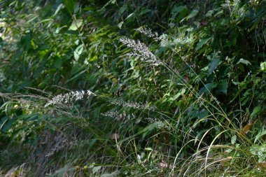 Calamagrostis brackytricha (Tüy kamışı otu). Poaceae daimi bitkileri. Ormanlardaki kümelerde yetişir ve ağustostan ekime kadar çiçek açarlar..