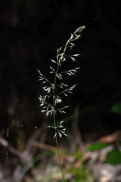 Calamagrostis Brackytricha Пір Очеретяної Трави Багаторічні Рослини Poaceae Вирощується Грудях — стокове фото