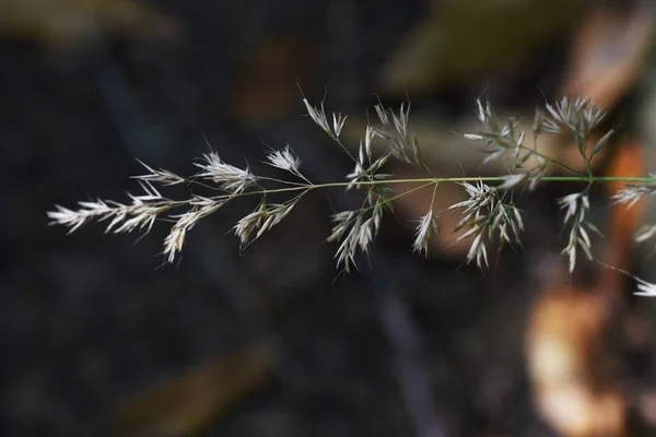 Calamagrostis Brackytricha Toll Nád Poaceae Évelő Növények Egy Csomóban Erdőkben — Stock Fotó