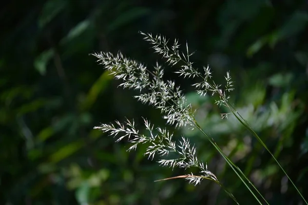 カラマグロス科ブラキトリチャ属 羽先草 多年草の植物 8月10月に 森の中で群生し 花穂をつけます — ストック写真