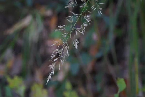 Calamagrostis Brackytricha Toll Nád Poaceae Évelő Növények Egy Csomóban Erdőkben — Stock Fotó