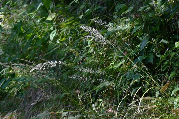 Calamagrostis Brackytricha 羽毛芦苇 多年生菊科植物 从8月到10月 牠们在森林中成群结队地生长 并开花 — 图库照片
