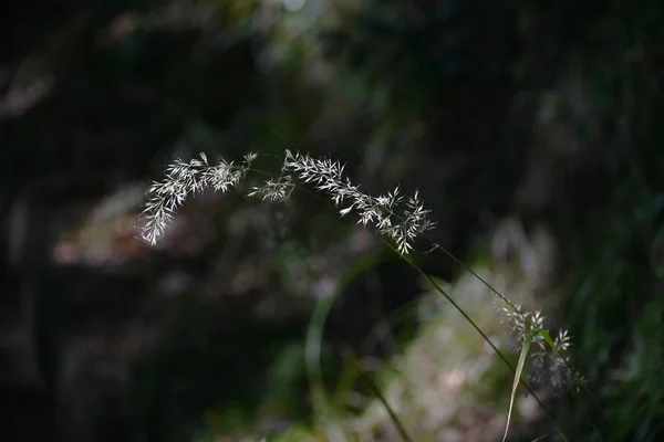 カラマグロス科ブラキトリチャ属 羽先草 多年草の植物 8月10月に 森の中で群生し 花穂をつけます — ストック写真
