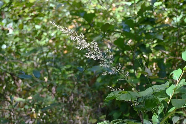 Calamagrostis Brackytricha Пір Очеретяної Трави Багаторічні Рослини Poaceae Вирощується Грудях — стокове фото