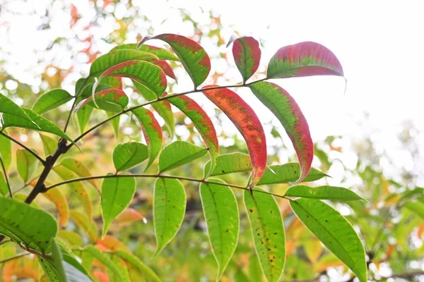Японское Восковое Дерево Toxicodendron Succedaneum Осенние Листья Анакардиевые Dioecious Deciduous — стоковое фото