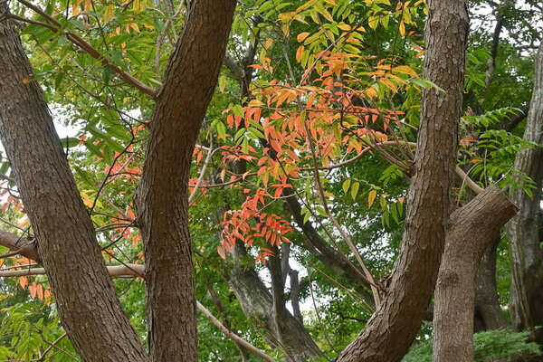 Japan wax tree ( Toxicodendron succedaneum ) autumn leaves. Anacardiaceae Dioecious deciduous tree. A resource plant that extracts Japan wax from its fruit.