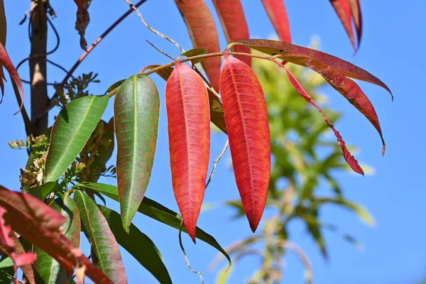 Japão Árvore Cera Toxicodendron Succdaneum Folhas Outono Anacardiaceae Árvore Decídua — Fotografia de Stock