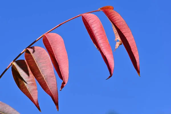 Japanse Wasboom Toxicodendron Succedaneum Herfstbladeren Anacardiaceae Dioecious Loofbomen Een Grondstoffenplant — Stockfoto