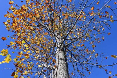 American tulip tree. Magnoliaceae deciduous tree. It grows quickly and has a good shape, so it is used as a street tree or a park tree. clipart