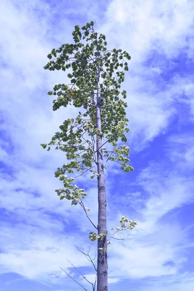 美国郁金香树 木兰科落叶树 它生长迅速 形状良好 因此被用作街道树或公园树 — 图库照片
