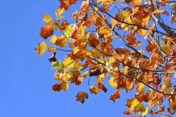 アメリカのチューリップ 落葉樹です 成長が早く形も良く 街路樹や公園樹として利用されています — ストック写真