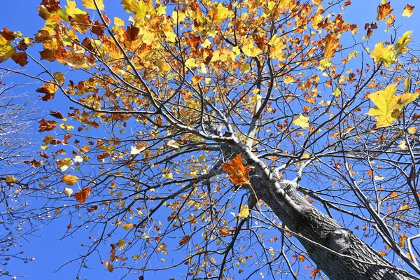 アメリカのチューリップ 落葉樹です 成長が早く形も良く 街路樹や公園樹として利用されています — ストック写真