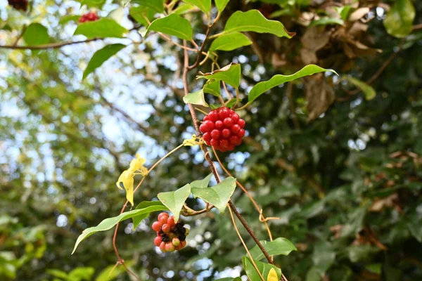 スカーレット カドゥラ カドゥラ ジャポニカ シナンドラセア常緑ブドウの木 夏に小さな薄黄色の花を咲かせ 晩秋に赤い集合果実を咲かせます 庭木に用いられる — ストック写真