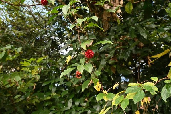 Scarlet Kadsura Kadsura Japonica Berries Schisandraceae Evergreen Vine Tree Small — Stock Photo, Image