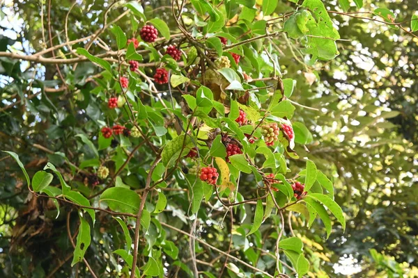Scarlet Kadsura Kadsura Japonica Meyveleri Schisandraceae Asma Ağacı Yazın Küçük — Stok fotoğraf