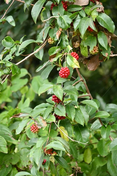 Scarlet Kadsura Kadsura Japonica Berries Schisandraceae Evergreen Vine Tree Small — Stock Photo, Image
