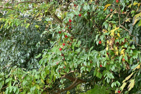 スカーレット カドゥラ カドゥラ ジャポニカ シナンドラセア常緑ブドウの木 夏に小さな薄黄色の花を咲かせ 晩秋に赤い集合果実を咲かせます 庭木に用いられる — ストック写真