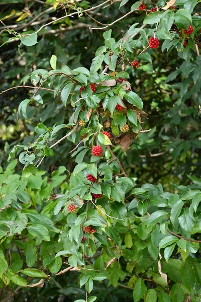 Алая Кадсура Kadsura Japonica Ягоды Schisandraceae Evergreen Vine Tree Небольшие — стоковое фото