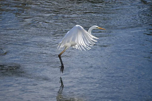 Biały Egret Trzepocze Skrzydłami Strumieniu Materiał Tła Dzikiego Ptactwa — Zdjęcie stockowe